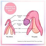 Anatomy-of-cliroris-penis-Vivian-Baruch-online-Springwood-1024x1024.jpg